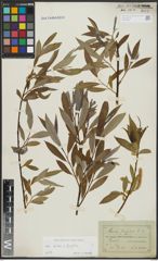 Foto von Salix alba L. x Salix fragilis L.